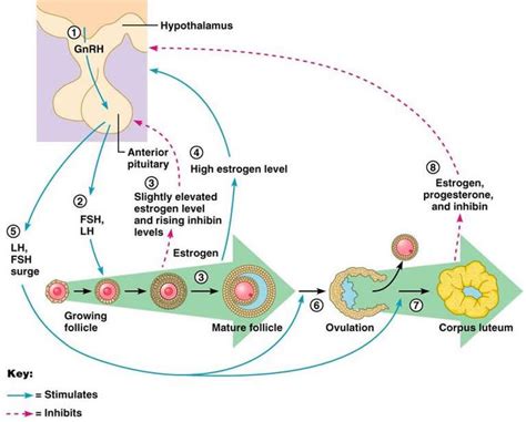 The Reproductive System Physiology Reproductive System Medical School Inspiration