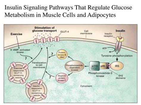 Ppt Insulin Signaling Pathways That Regulate Glucose Metabolism In