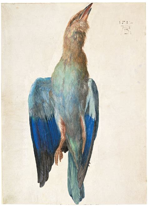 Albrecht Dürer Dead Blue Roller 1500 or 1512 Albertina Vienna