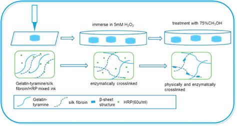 Scheme 1 Schematic Diagrams Of The 3d Sf Gt Hydrogel Scaffold Synthesis Download Scientific