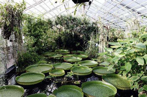 Von Kakteen Kamelien Und Katzen Das Ist Der Botanische Garten Jena