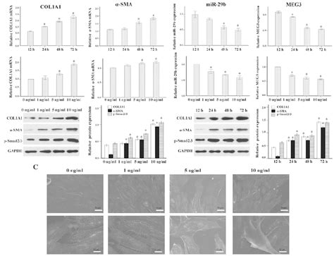 Profibrotic Effects Of Transforming Growth Factor Tgf In