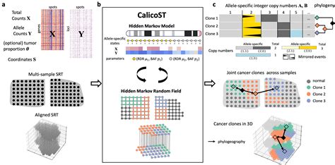 CalicoST Inferring Allele Specific Copy Number Aberrations And Tumor