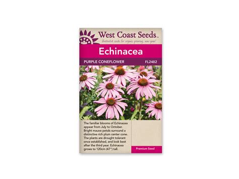 FL2482 Echinacea - Purple Coneflowers – Urban Bee Supplies