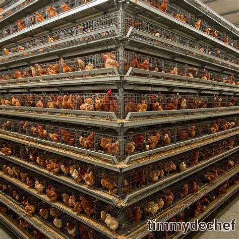 Timmydechef - If you want to succeed in Poultry Farming Business avoid