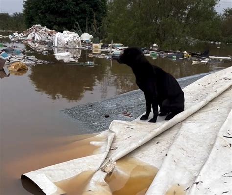 Mais De Mil Animais Foram Resgatados Nas Enchentes No Rio Grande Do