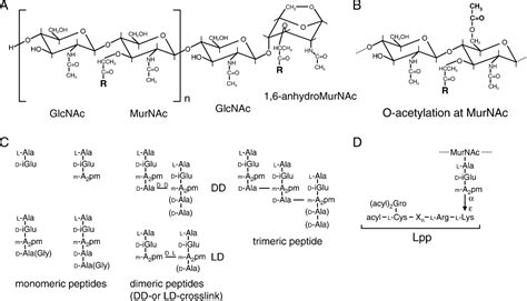 Figure 1 from Murein (peptidoglycan) structure, architecture and ...