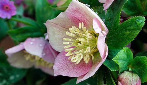 How To Care For Hellebores Care Instructions For Lovely Blooms