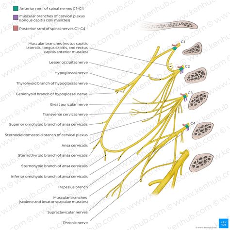 Cervical plexus: Anatomy, branches, course, innervation | Kenhub