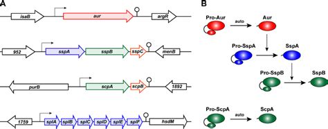 Schematic Of S Aureus Protease Genes And Activation Cascades A