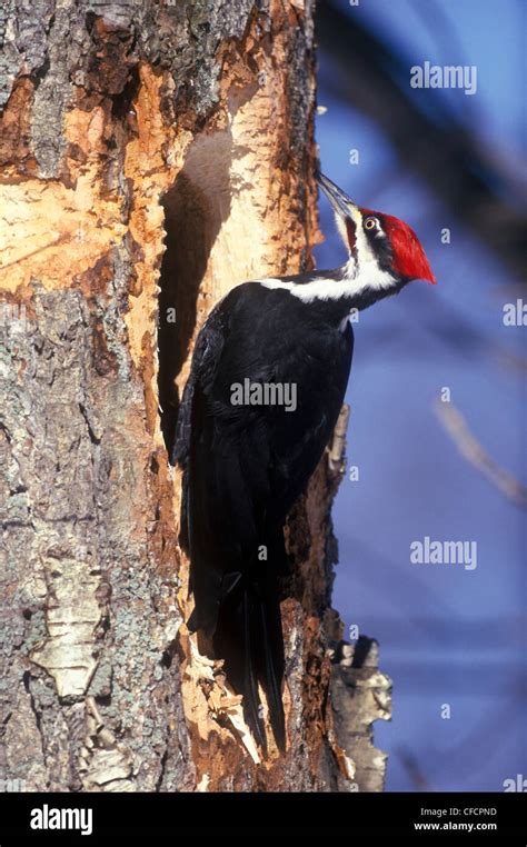 A Pileated Woodpecker Dryocopus Pileatus Presqu Ile Provincial Park Ontario Canada Stock