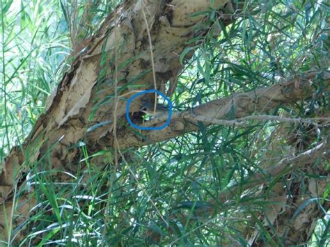 Purple Crowned Fairy Wrens At Geikie Gorge Birds