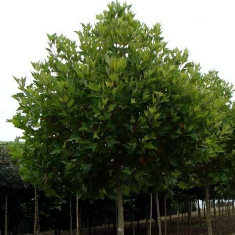 Platanus acerifolia Alphen s Globe gömb platán Florapont