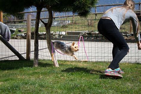 Dog Training Game - Free photo on Pixabay - Pixabay