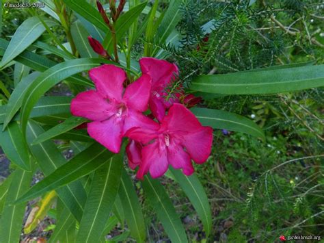 Laurier Rose Nerium Oleander Culture Entretien Photos Page