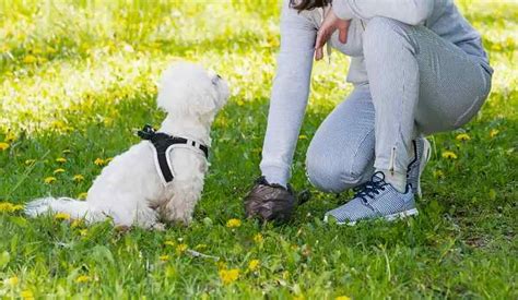 Cani Vaganti E Degrado A Canistro Il Sindaco Vitale Dispone Divieti E