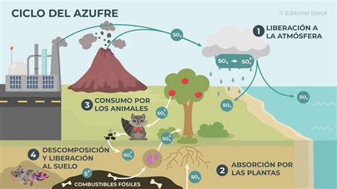 Ciclo del azufre Qué es en qué consiste y sus etapas