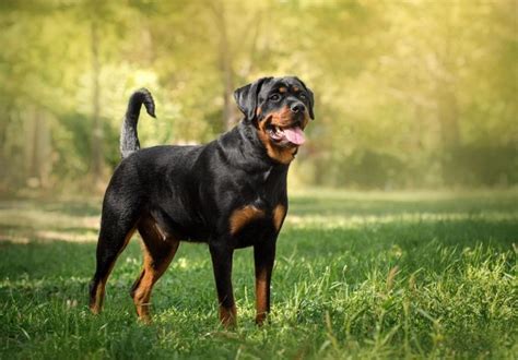 Rottweiler Caract Re Sant Alimentation Prix Et Entretien