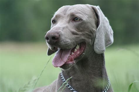 Perro Braco de Weimar o weimaraner Carácter y características con FOTOS