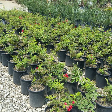 Rosa 'Scarlet Meidiland' - Rose - Mid Valley Trees