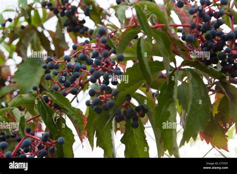 Virginia Creeper berries Stock Photo - Alamy