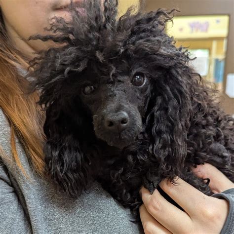 FOACAS Success Stories | Pets' Second Chance