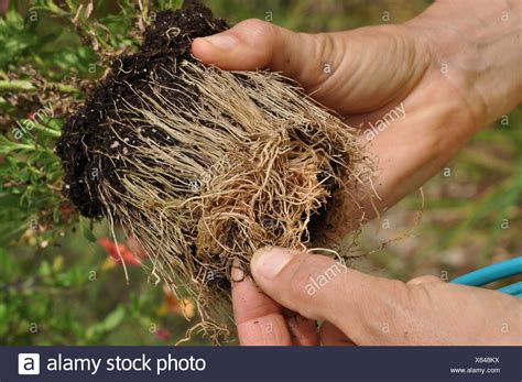 Fine Roots Cuttings At Adrian Dame Blog