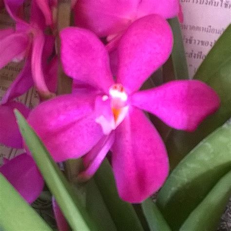 Mok. Calypso - BB Orchids