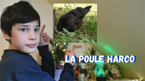 Les Meilleures Poules Pondeuses La Poule Harco Youtube