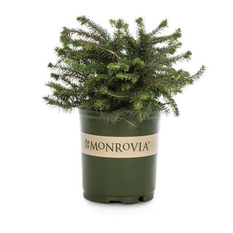 Monrovia Nest Spruce Foundationhedge Shrub In Pot With Soil At