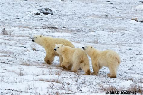 Churchill Polar Bear Season Excites - Churchill Polar Bears