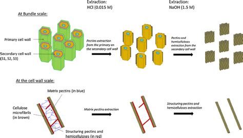 Theoretical Schematic Illustration Of The Extraction Of Polysaccharides Download Scientific