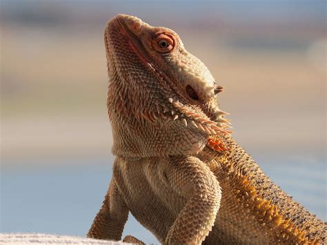 Hd Wallpaper Central Bearded Dragon Scary Reptile Lizard Animal