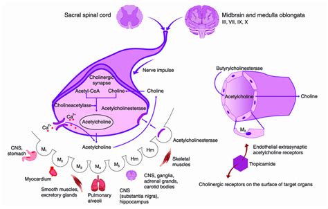 Pharmacological effects of tropicamide: the dashed red arrow indicates ...