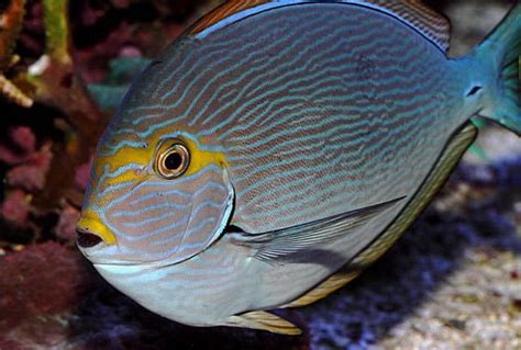 Acanthurus Mata Elongate Surgeonfish Reefshop