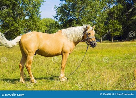 Light Brown Horse Palomino Grazing On Green Meadow Stock Image Image