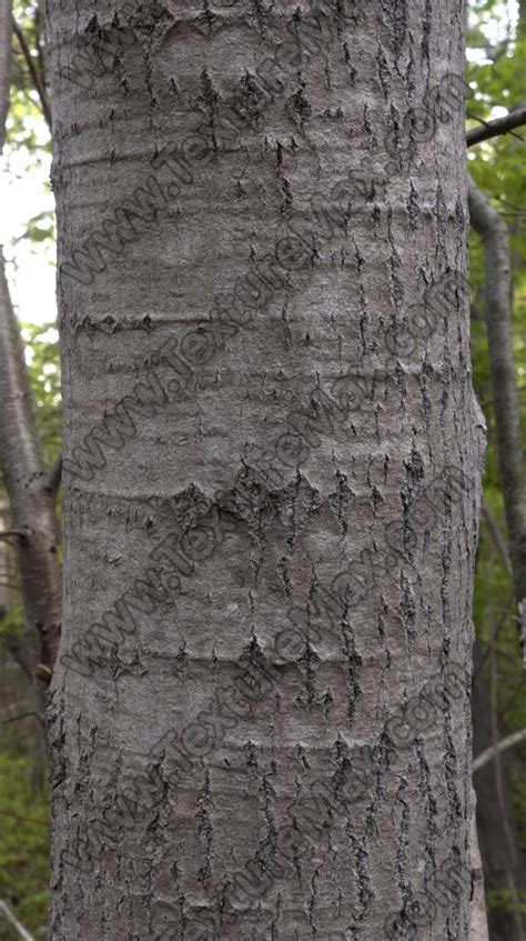 Smooth Tree Bark 0050 Texturemax