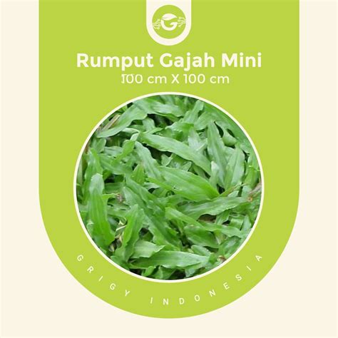 Jual Rumput Gajah Mini Asli 1 Meter Shopee Indonesia