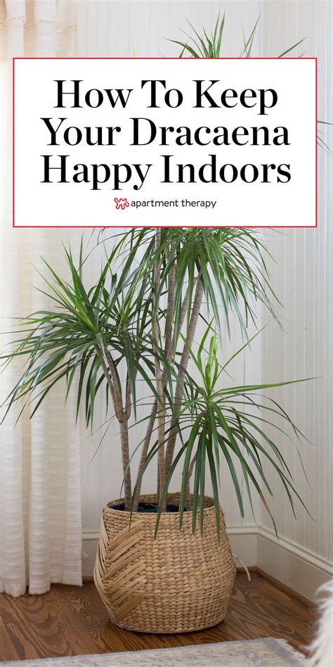 A Guide To Caring For Dracaena Plants Dracaena Plant Indoor Tropical