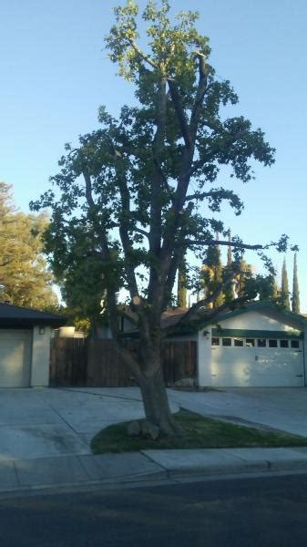 Liquid Amber Before And After Tree Service Bakersfield