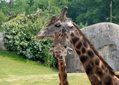 The Ultimate Guide to the Best Safari Parks in the UK