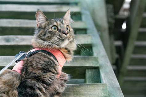 10 Diy Cat Harnesses You Can Make Today With Pictures Pangovet