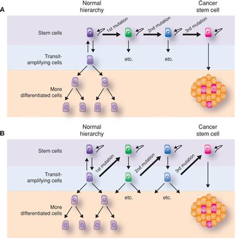 How Does Multistep Tumorigenesis Really Proceed Cancer Discovery American Association For