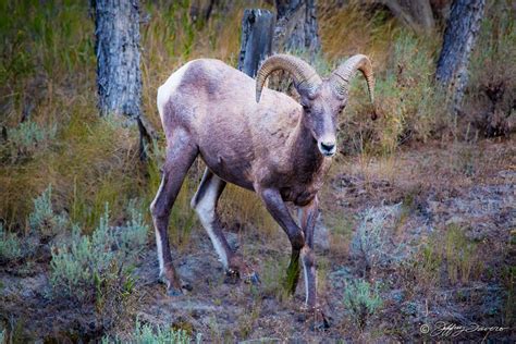 Rocky Mountain Bighorn Sheep - Jeffrey Favero Fine Art Photography