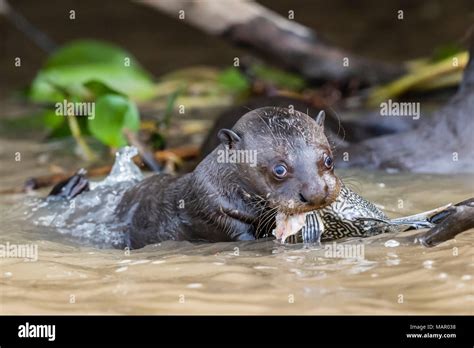 Young Giant River Otter Pteronura Brasiliensis Feeding Near Puerto