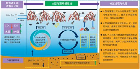 大型海藻规模栽培增加海洋碳汇解决近海环境问题丨服务碳中和目标 研究