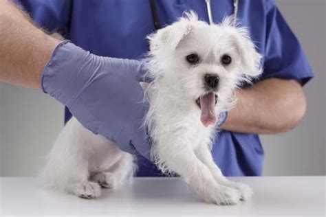 Por Que Os CACHORROS Comem GRAMA Estudos Revelam As Causas