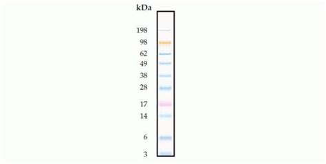 SeeBlue Plus2 Pre Stained Protein Standard Thermo Fisher Scientific