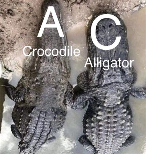 Difference between an alligator (right) and a crocodile (left) : r/memes