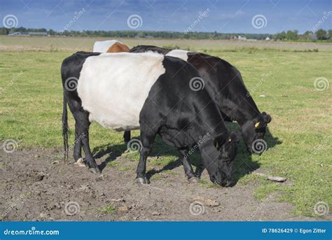 Lakenvelder belted cows stock image. Image of hobby, animal - 78626429